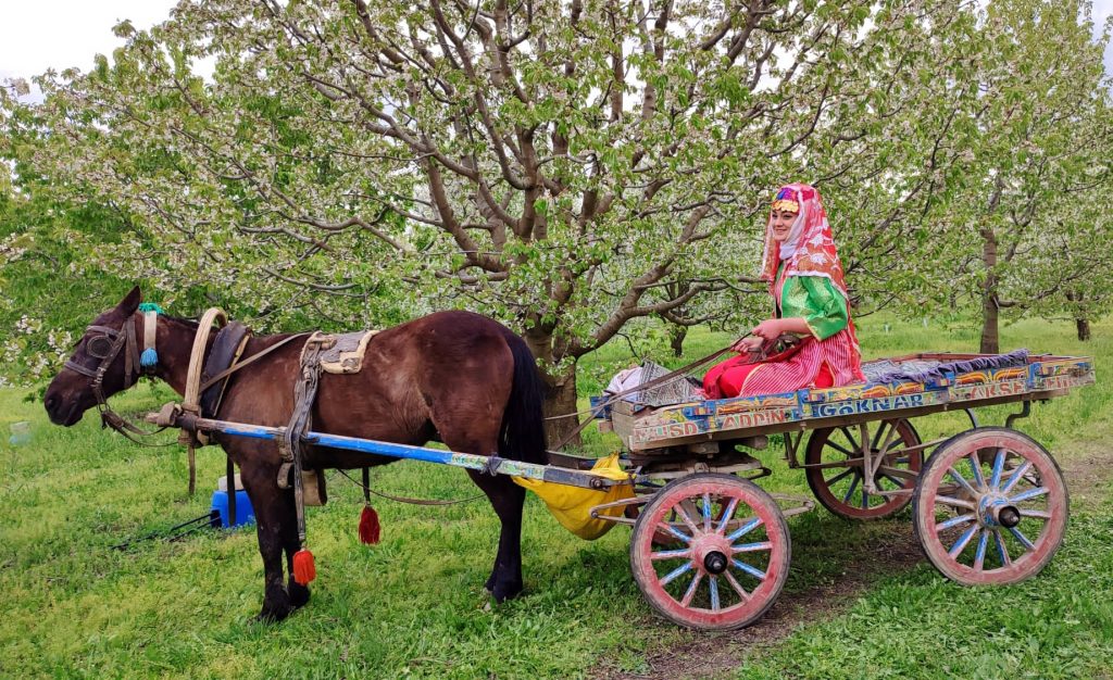 Sultandağı Kiraz Çiçeği Foto Safari
