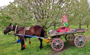 Sultandağı Kiraz Çiçeği Foto Safari