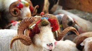 AFYON DA KURBAN BAYRAMI TEDBİRLERİ