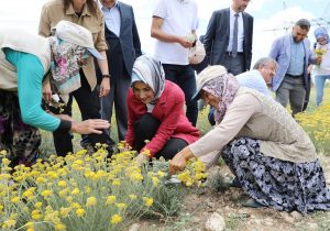 Altınotu Bitkisinin Hasadı  Yapıldı