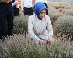 Dinar 2. Lavanta Hasat Şenliği  Yapıldı