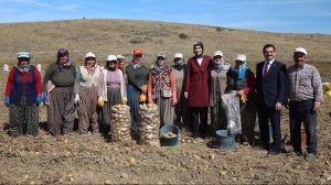 Vali Yiğitbaşı Şuhut İlçesinde Patates Hasadına Katıldı