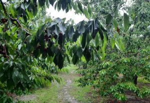 Kiraz  alımına  sağanak yağmur engeli