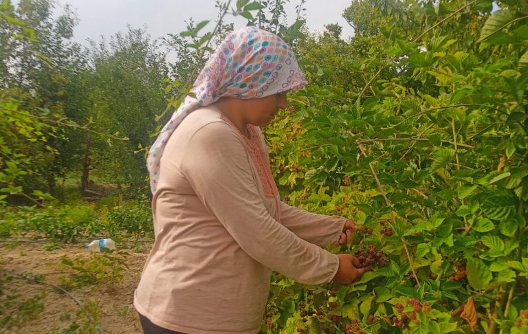 DEREÇİNE DE BÖĞÜRTLEN HASADI BAŞLADI.