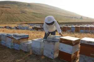 DOĞAL BAL NASIL ANLAŞILIR?